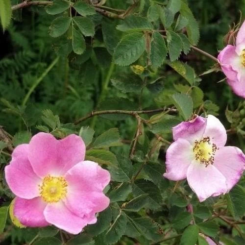 Rosa X Hibernica - Wild Shrub Rose - Image 2