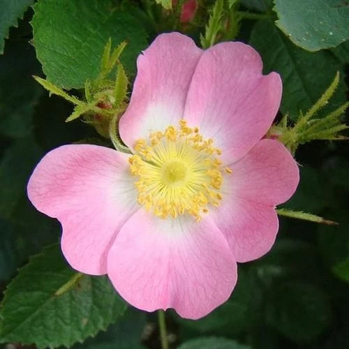 Rosa X Hibernica - Wild Shrub Rose - Image 3