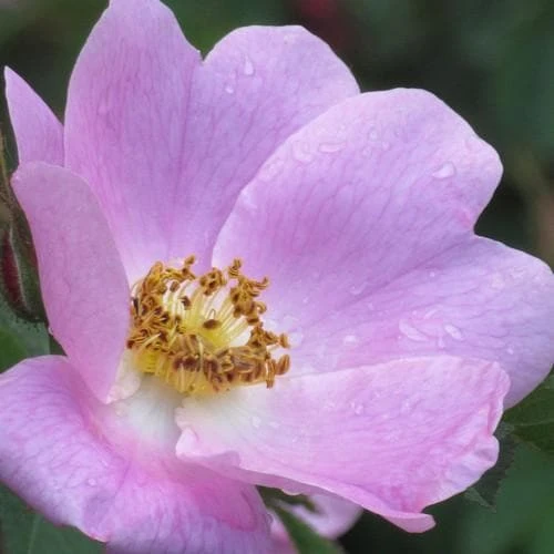 Rosa X Hibernica - Wild Shrub Rose - Image 4