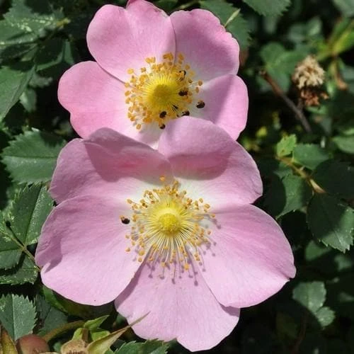 Rosa X Hibernica - Wild Shrub Rose - Image 6