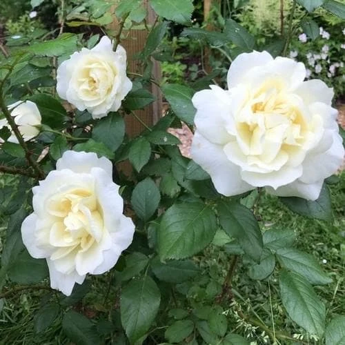 Rosa Notre-Dame De Calais - Climbing Rose - Image 2
