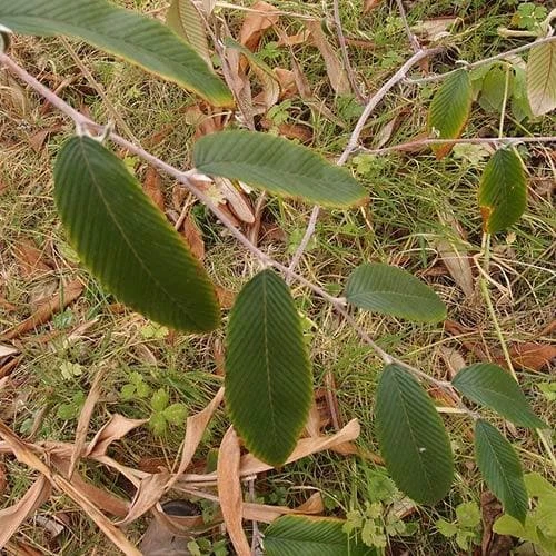Rubus Calophyllus - Image 3