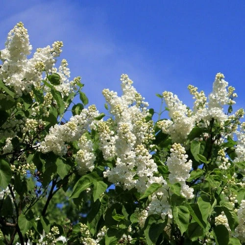 Syringa Vulgaris Souvenir D'Alice Harding - Image 2