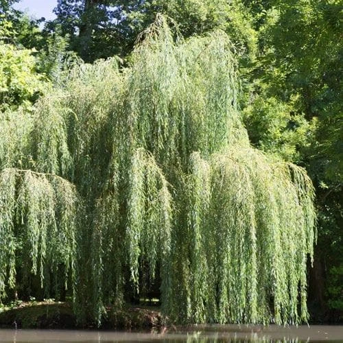 Salix Babylonica Pendula - Weeping Willow - Image 2