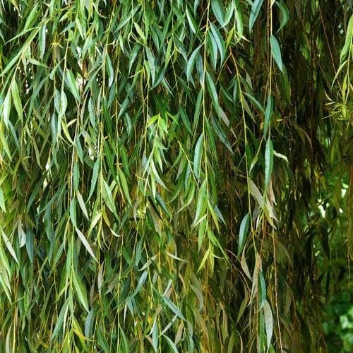 Salix Babylonica Pendula - Weeping Willow - Image 4