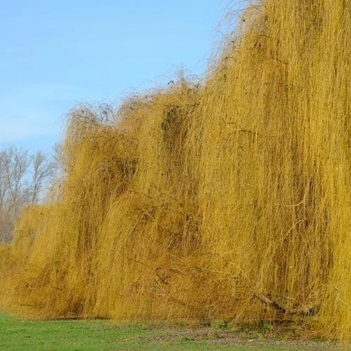 Salix Babylonica Pendula - Weeping Willow - Image 5