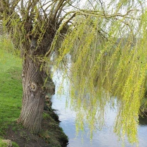Salix Babylonica Pendula - Weeping Willow - Image 6