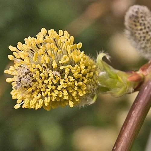 Salix Caprea Kilmarnock - Kilmarnock Weeping Willow - Image 2