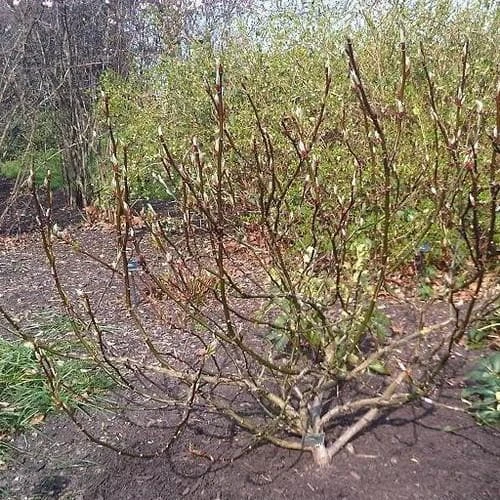 Salix Fargesii - Image 2