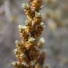 Hippophae Rhamnoides Pollmix - Sea Buckthorn (male)