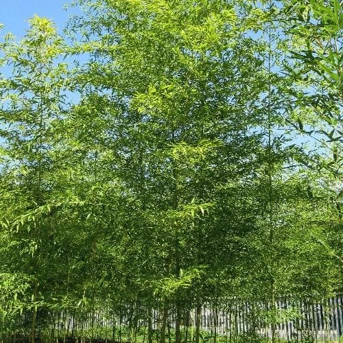 Semiarundinaria Fastuosa F. 'Viridis' - Image 2