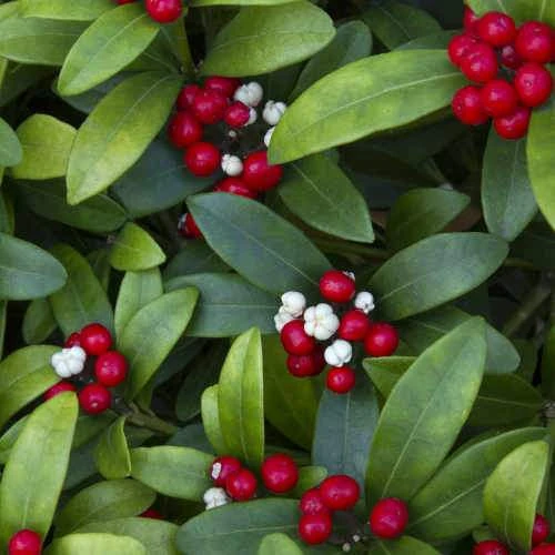 Skimmia Japonica Subsp. Reevesiana - Self Fertile - Image 3