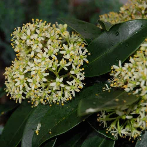 Skimmia Japonica Subsp. Reevesiana - Self Fertile - Image 5