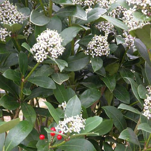 Skimmia Japonica Subsp. Reevesiana - Self Fertile - Image 4