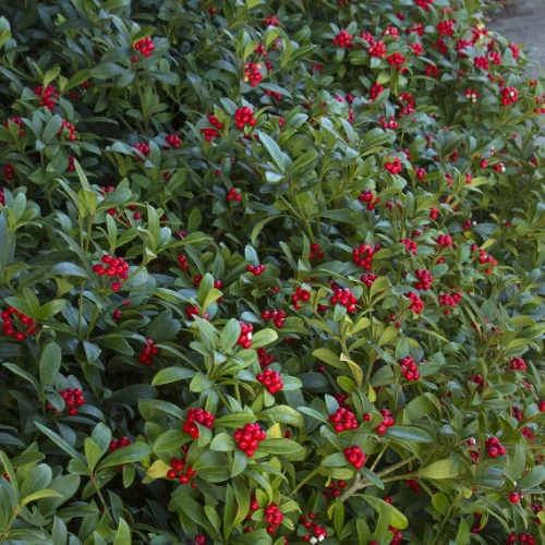 Skimmia Japonica Subsp. Reevesiana - Self Fertile - Image 6