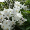 Solanum Jasminoides (laxum) Album