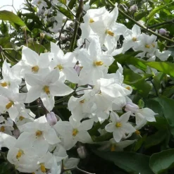 Solanum Jasminoides (laxum) Album