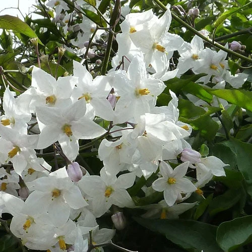 Solanum Jasminoides (laxum) Album