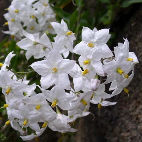Solanum Jasminoides (laxum) Album - Image 2