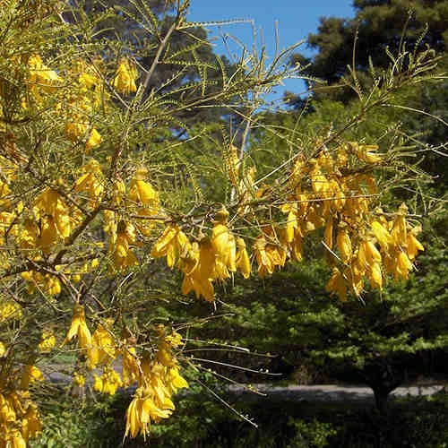 Sophora Microphylla Sunking - Image 2