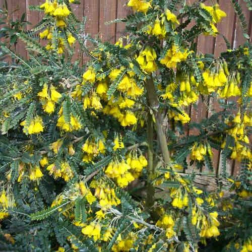 Sophora Microphylla Sunking - Image 3