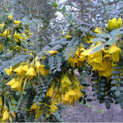 Sophora Microphylla Sunking - Image 4