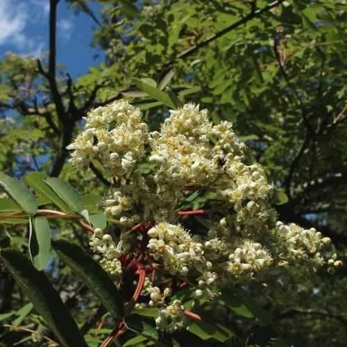 Sorbus Pseudohupehensis Pink Pagoda - Image 6