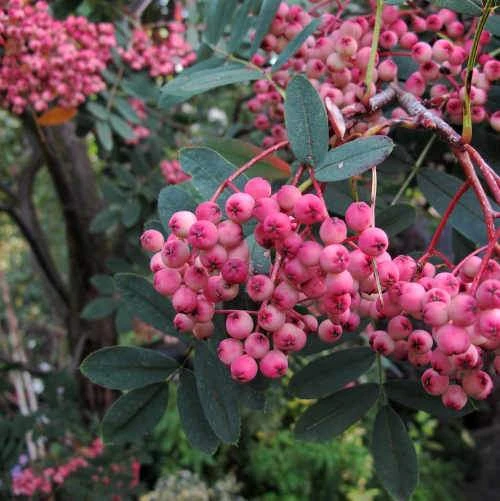 Sorbus Pseudohupehensis Pink Pagoda - Image 5