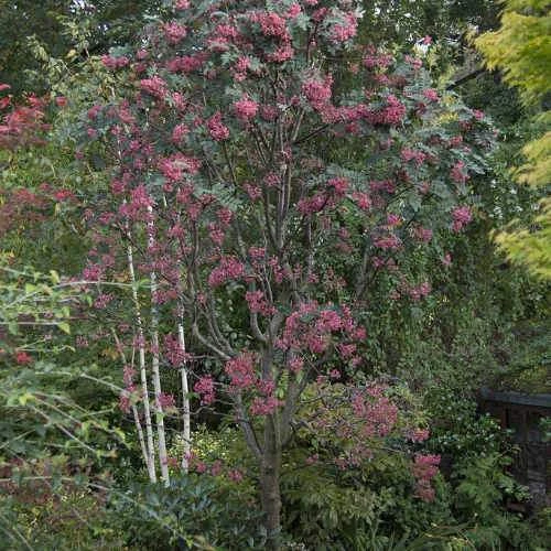 Sorbus Pseudohupehensis Pink Pagoda - Image 4