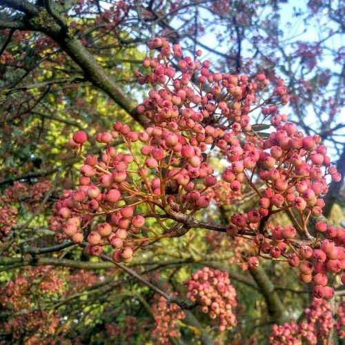 Sorbus Pseudohupehensis Pink Pagoda - Image 2