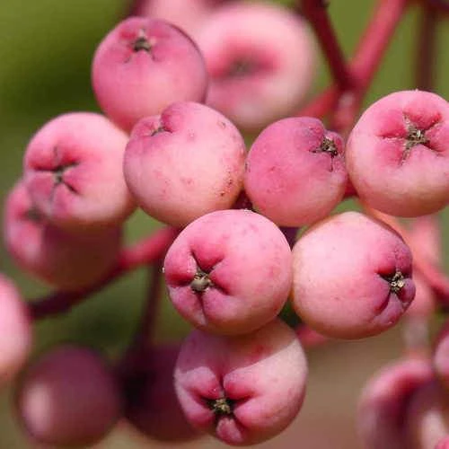 Sorbus Pseudohupehensis Pink Pagoda - Image 7