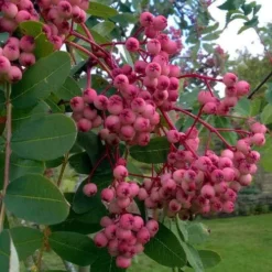 Sorbus Pseudohupehensis Pink Pagoda