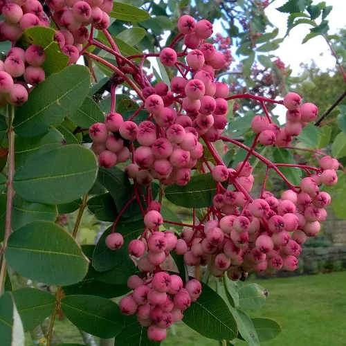 Sorbus Pseudohupehensis Pink Pagoda