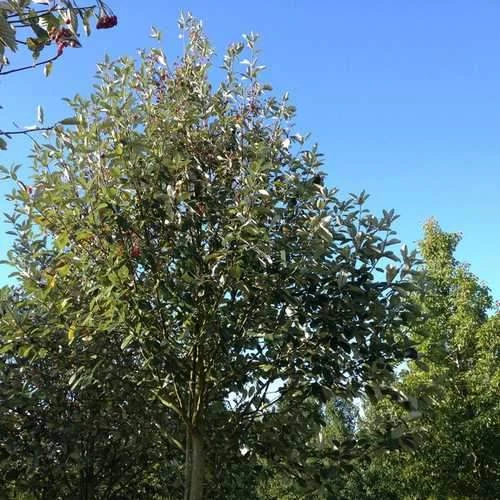Sorbus Aria Majestica - Whitebeam - Image 2