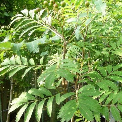 Sorbus Aucuparia Asplenifolia - Image 2