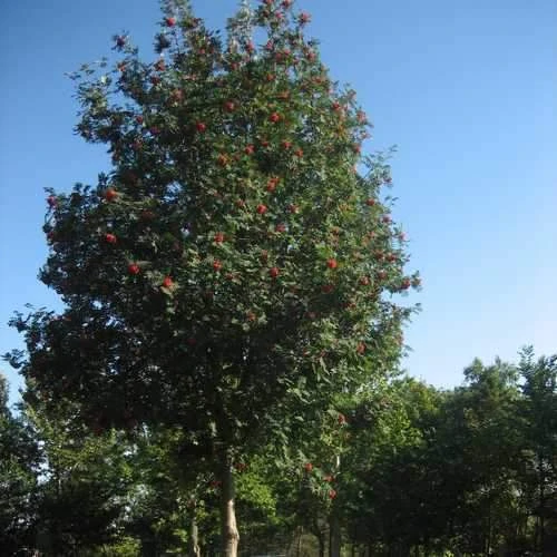 Sorbus Aucuparia Sheerwater Seedling - Image 2