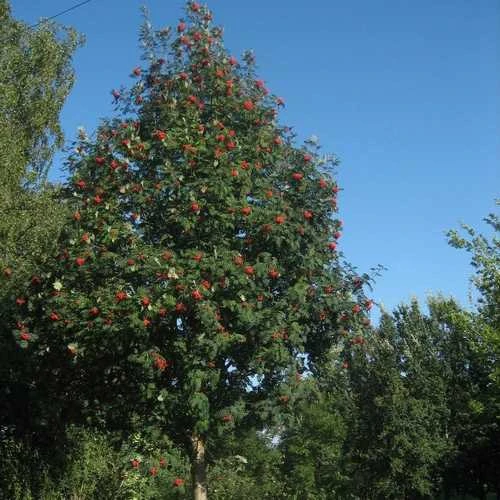 Sorbus Aucuparia Sheerwater Seedling - Image 3
