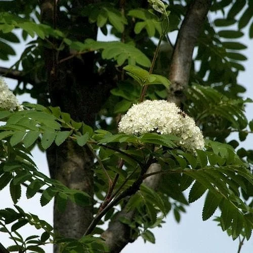 Sorbus Aucuparia Sheerwater Seedling - Image 4