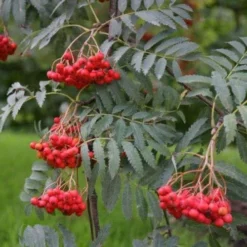 Sorbus Aucuparia Asplenifolia