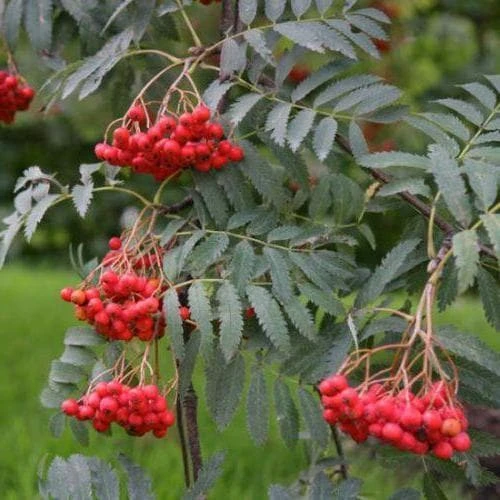 Sorbus Aucuparia Asplenifolia