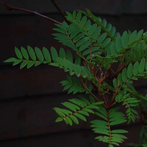 Sorbus Vilmorinii - Image 2