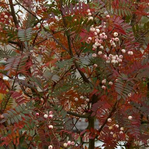 Sorbus Vilmorinii - Image 5