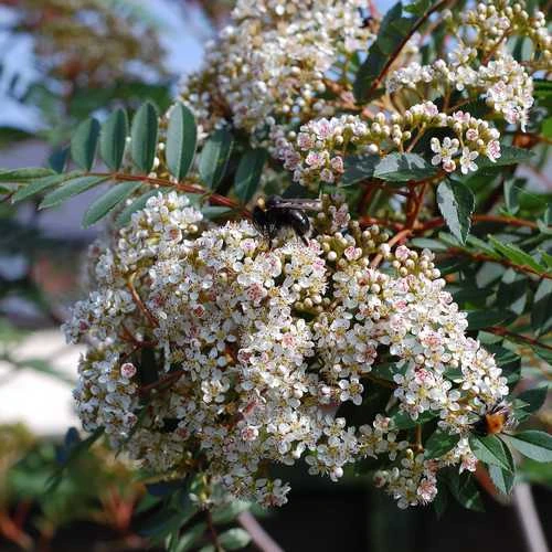 Sorbus Vilmorinii - Image 3