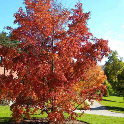 Stewartia Pseudocamellia Koreane - Korean Stewartia - Image 2