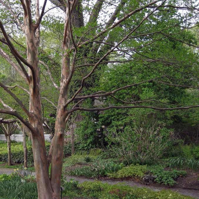 Stewartia Pseudocamellia Koreane - Korean Stewartia - Image 3