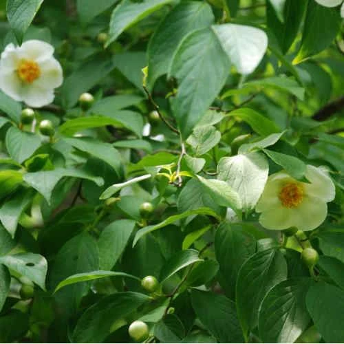 Stewartia Pseudocamellia Koreane - Korean Stewartia - Image 5