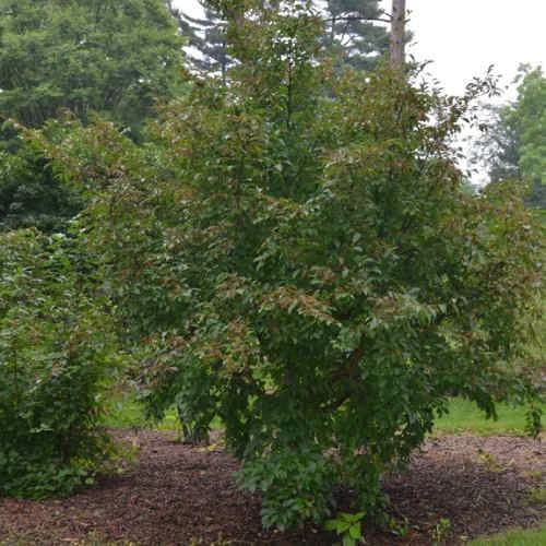 Stewartia Pseudocamellia Koreane - Korean Stewartia - Image 6