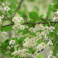 Styrax Japonica - Japanese Snowbell