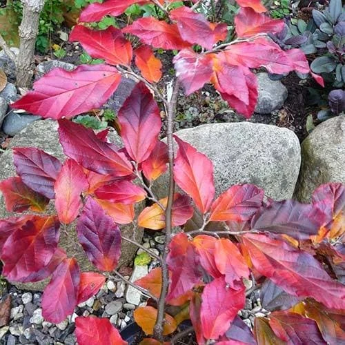 Sycoparrotia Semidecidua Purple Haze - Image 4