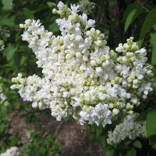 Syringa Vulgaris Mme Lemoine - Image 3